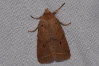 Leptologia macilenta