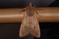 Sunira circellaris
