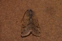 Agrochola lychnidis