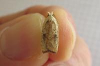 Agonopterix nervosa