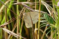 Aspitates ochrearia