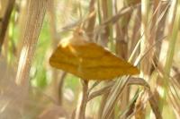 Aspitates ochrearia