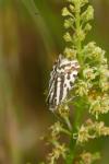 Emmelia trabealis