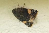 Tyta luctuosa