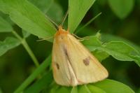 Diacrisia sannio