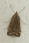 Loxostege sticticalis