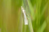 Crambus pascuella
