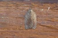 Acleris sparsana