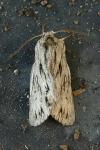 Asteroscopus sphinx