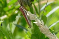Oncocera semirubella