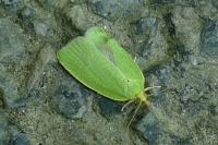 Tortrix viridana