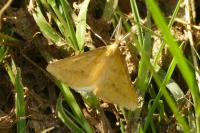 Aspitates ochrearia
