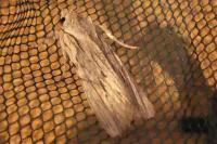 Lithophane leautieri