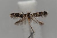 Oegoconia deauratella