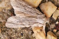 Lithophane leautieri