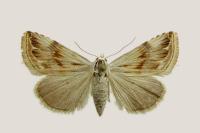 Eublemma ostrina