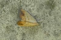Evergestis extimalis