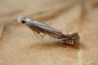 Isophrictis corsicella
