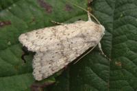 Aporophyla canescens