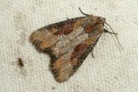 Lateroligia ophiogramma