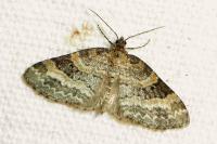 Pterapherapteryx sexalata