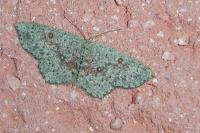 Cyclophora pendularia