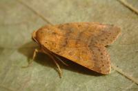 Anchoscelis pistacinoides