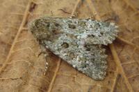 Polymixis lichenea