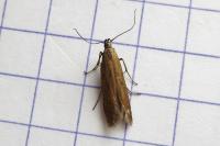 Sitotroga cerealella