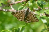Euclidia mi
