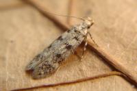 Bryotropha domestica