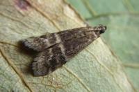 Euzophera bigella