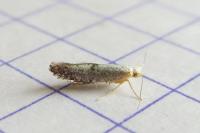 Argyresthia spinosella
