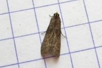 Eccopisa effractella