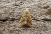Eublemma parva