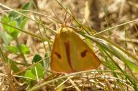 Diacrisia sannio