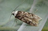 Endrosis sarcitrella