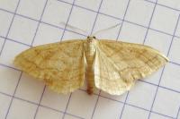 Idaea rufaria