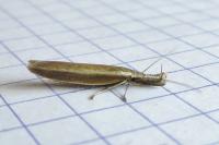 Pleurota aristella