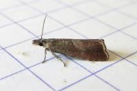 Dichrorampha acuminatana