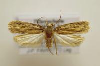 Depressaria ultimella