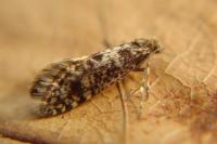 Bankesia conspurcatella