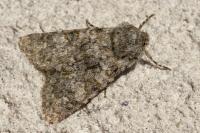 Polymixis flavicincta