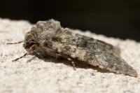Polymixis flavicincta