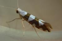Argyresthia brockeella