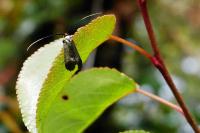 Adela reaumurella