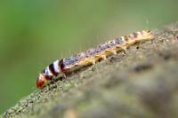 Dichomeris ustalella