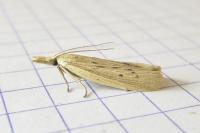 Ematheudes punctella