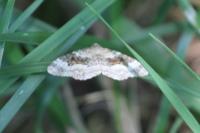 Epirrhoe alternata