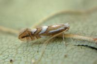 Phyllonorycter blancardella